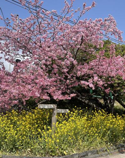 河津桜の終わり頃の伊豆の旅