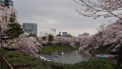 東京渋谷でアフタヌーンティー&#9749;。千鳥ヶ淵・靖国神社等の満開な桜を観賞&#127800;