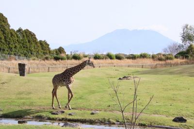 ２年越しに叶った鹿児島レッサーパンダ遠征（３）平川動物公園（１）園内いろいろ＆憧れの桜島を背景にしたアフリカの草原ゾーン＆世界のサルゾーン