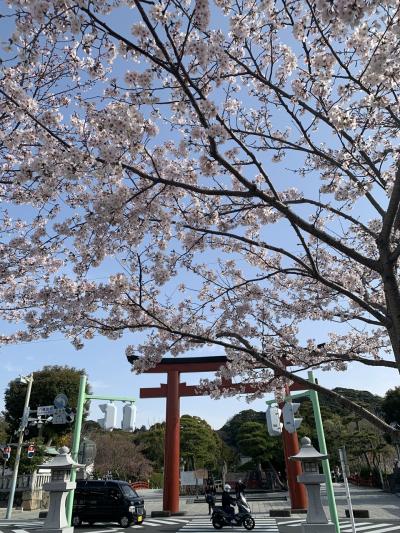 春旅　桜満開の鎌倉散歩（鎌倉殿の13人ゆかりの地含む）