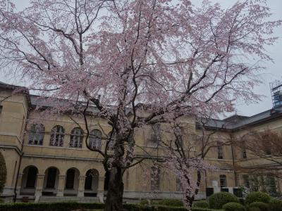 京都府庁舎旧本館中庭の桜も，こじんまりとして，落ち着いた雰囲気がある。