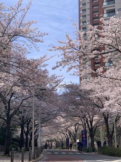 東京桜見物の旅　目黒川~祐天寺~目黒新橋~お七の井戸~大圓寺~モリバコーヒー~恵比寿神社~東京ミッドタウン~毛利庭園~さくら坂~芝大神宮