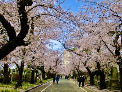 日暮里・谷中から上野へ～桜を愛でる一日～