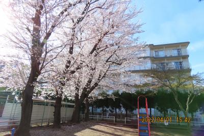 散り始めた西鶴ケ岡公園の桜