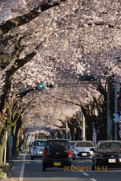 満開の桜のトンネルを見に行きました