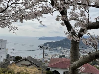 伊豆へ春旅　１日目前半～熱海、伊東駅、伊豆高原駅と桜並木 #kntr #駅メモ