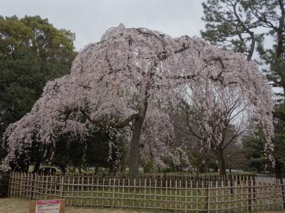 京都御苑「出水の枝垂桜」。ことしも元気に咲きました。