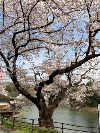「桜散る」～鶴見川河畔から県立三ツ池公園を散歩。