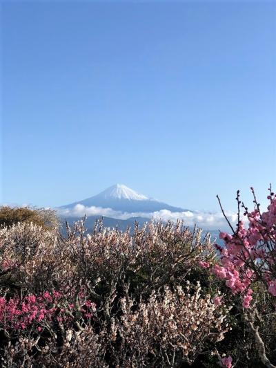 ぷらっとこだま 4泊5日　静岡・名古屋・大阪の旅 2日目＊静岡　静岡側から見る富士山 と 御朱印巡り