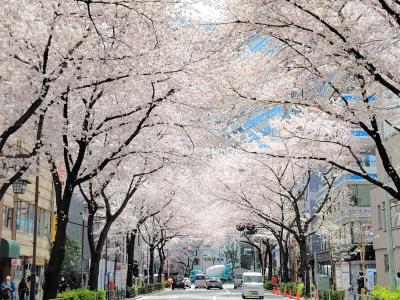 2022中野通りの桜の巻