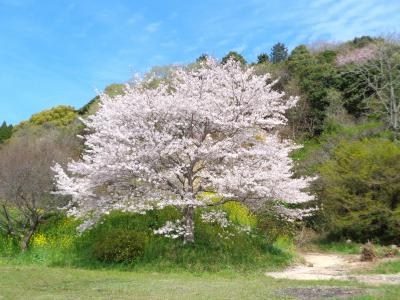 桜の蛇ヶ谷公園と、蓮華院誕生寺奥之院　～小岱山周辺を廻る旅～