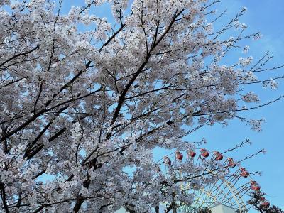 春の神戸ハーバーランド界隈を歩く