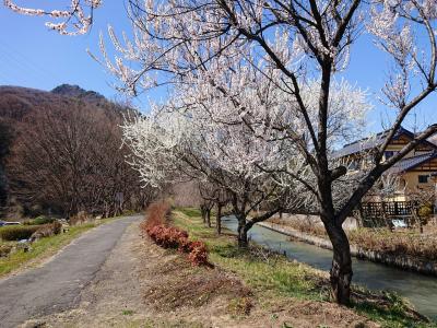 すき亭でランチの後は、裾花川と善光寺平用水沿いを散歩