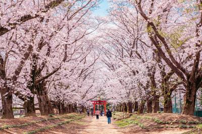 桜満開の東蕗田天満社