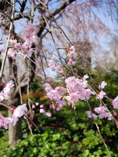【花見】桜の季節に近代美術館で美術鑑賞。皇居の桜と梅を堪能だよ。