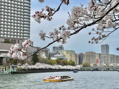 大川沿い桜並木