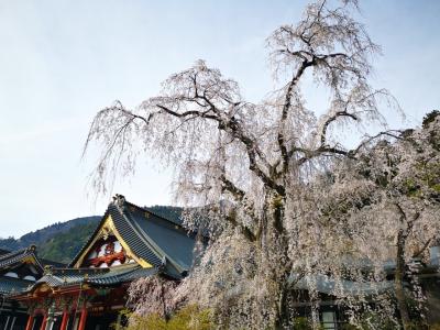 青春18切符で桜の美しい身延山へ