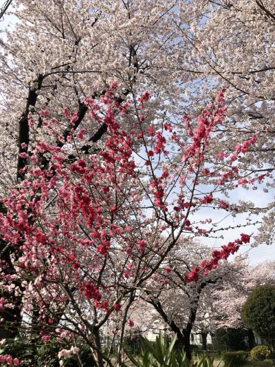 春旅⁈ ご近所でのお花見と恒例ノンアルぼっちベランピング(^_^)