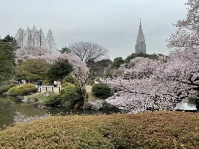 新宿御苑で桜を満喫
