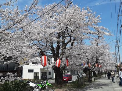 織田宗家ゆかりの城下町　甘楽・小幡の桜（2022/4/2）