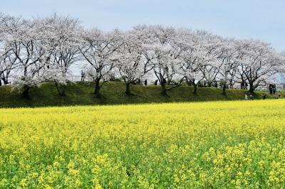 桜満喫　2022 大神神社　藤原宮跡　奈良公園