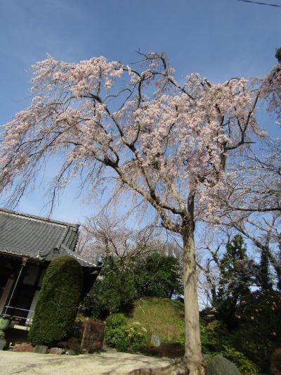 光長寺の枝垂れ桜が満開になりました