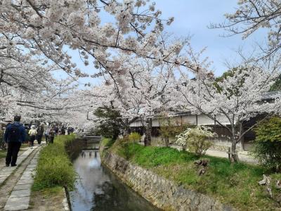 京都哲学の道そぞろ歩き 2022 桜♪