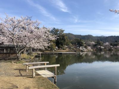 京都市内 朝のお花見ー2時間半1本勝負・交通手段は市バスのみ