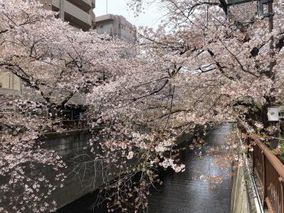 中目黒の桜2022・天空庭園で春の花を愛でる