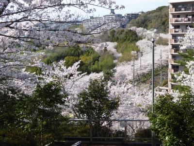 春 う・ら・ら・　桜 満開の 河内長野（大阪）　「さあ、歩こう♪」