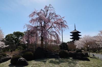 2022年京都の桜1　東寺