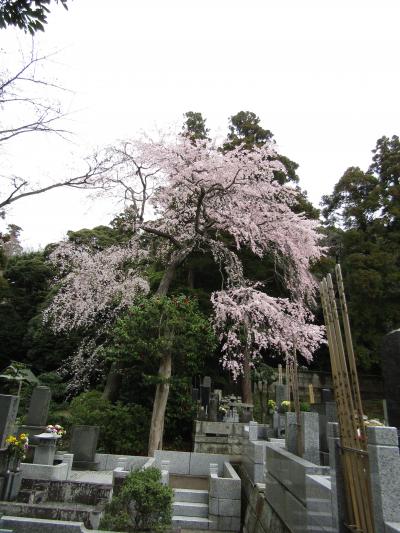 遊行寺の枝垂れ桜－2022年