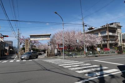 2022年京都の桜2　六孫王神社