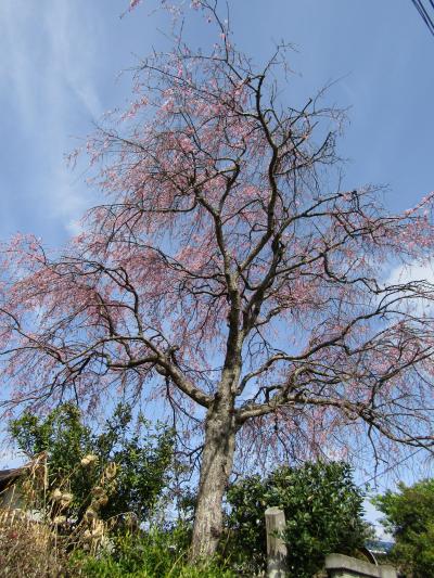 実方家の枝垂れの桜－2022年