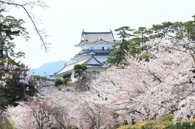 小田原城の桜、満開です・・・