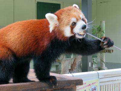 四国+α動物園巡り2019/08その8　【秋吉台自然動物公園サファリランド】