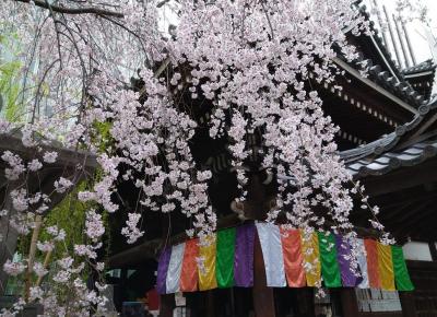 京都　桜咲く六角さん頂法寺へ散歩2022