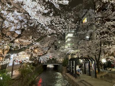 2,022年京都の桜巡り１（嵐山と祇園夜桜）