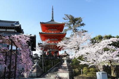 2,022年京都の桜巡り２（清水寺～哲学の道）