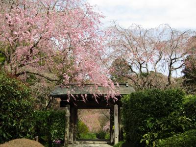 鎌倉随一の枝垂れ桜の名所は明月院