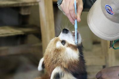 ２年越しに叶った鹿児島レッサーパンダ遠征（４）平川動物公園（２）トレーニングとリンゴタイムも見られたレッサーパンダ＆合間にオランウータンなど