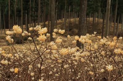 谷間に咲くミツマタの大群落と電車♪＆竹原の淡墨桜と電車♪