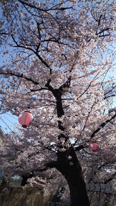 毎年恒例　石神井川桜見物　2022Ver