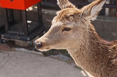 じっくり見学　飛鳥・法隆寺・平城宮