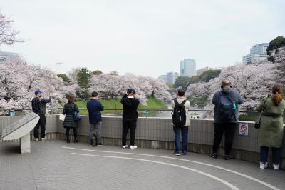 桜、さくら、佐倉。年イチの桜巡りの休日。流れで千葉県のも入れちゃってます。スミマセン。