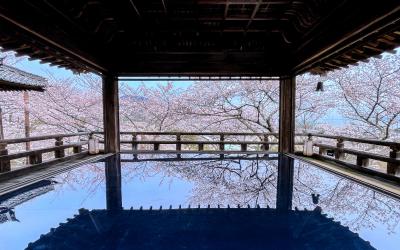 観月舞台のリフレクションが見たくて...桜風景が美しい三井寺へ！
