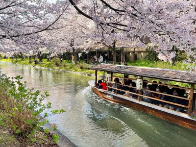 幕末維新の歴史に思いを馳せながら、桜満開の伏見水路巡り！