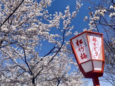 京都河原町駅から1.5時間　新幹線に乗るまでに～桜紀行2022 first