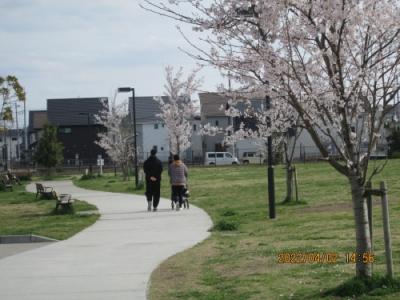 柏市の大室・セナリオハウスパーク柏たなか公園・桜