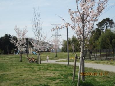 柏市の小青田・柏たなか北公園・桜